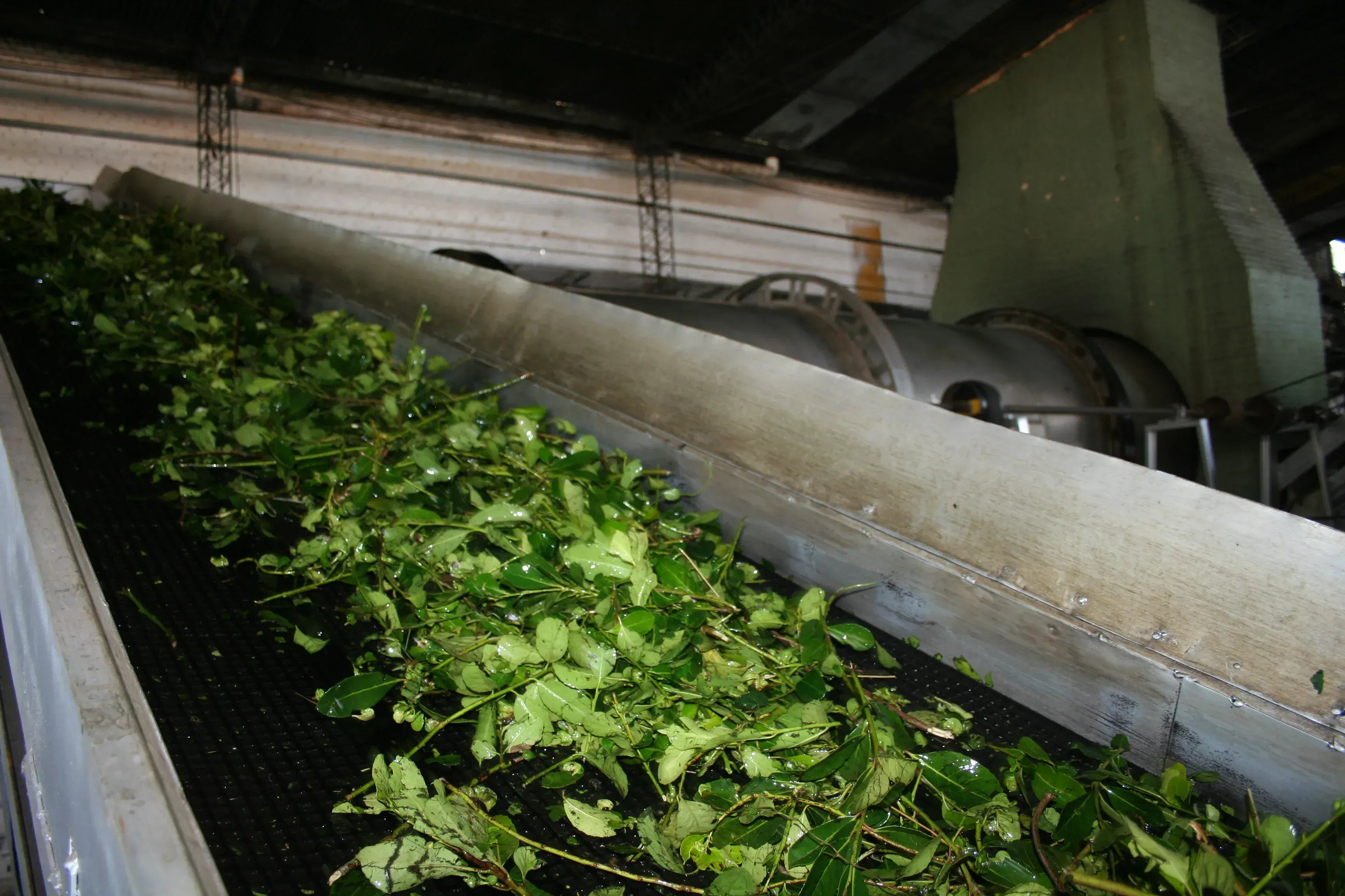 Mate Rojo - Premium Argentine Yerba Mate – Smooth · Low Dust · 24-Month Naturally Aged (500 g)